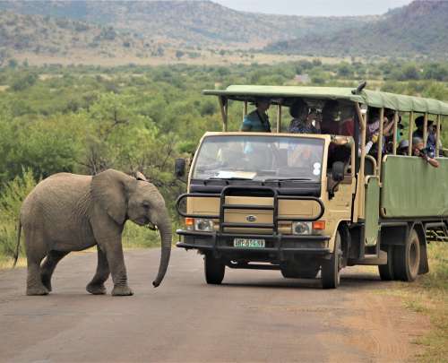 tourists-safari