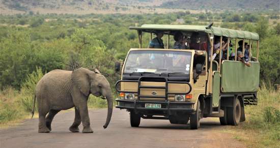 tourists-safari